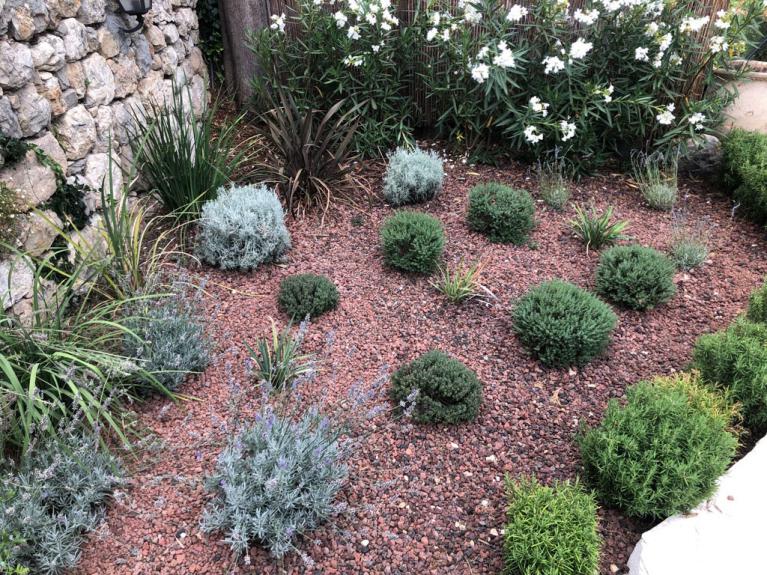 petit jardin sur pouzzolane avec pkante taillé en boule et haie de laurier blanc