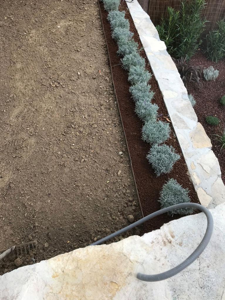 plantation de lavande en bordure du muret 